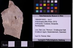 Foto (Objekt + Etiketten) von Ambulocapsa altilis (Robin, 2013) (NHMW-GEO-1990-0041-0533)